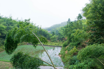翠绿竹林