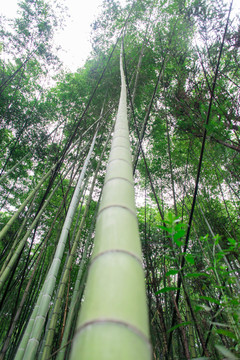 大楠竹特写