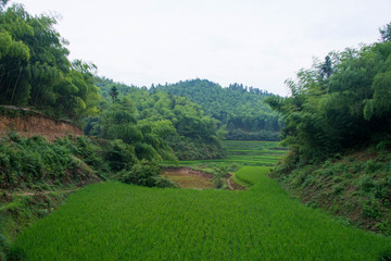 翠绿竹林外景