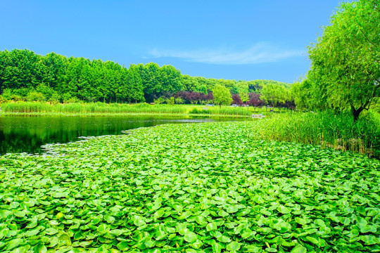 水草 沼泽湿地 春天