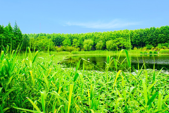 水草 沼泽湿地 春天