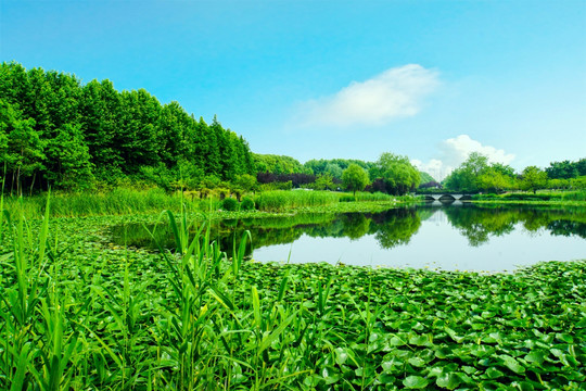 水草 沼泽湿地 春天