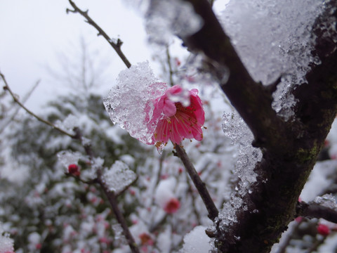 冬天梅花