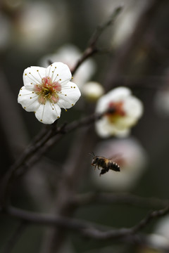 梅花蜜蜂