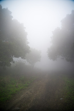 大雾中的林间小路