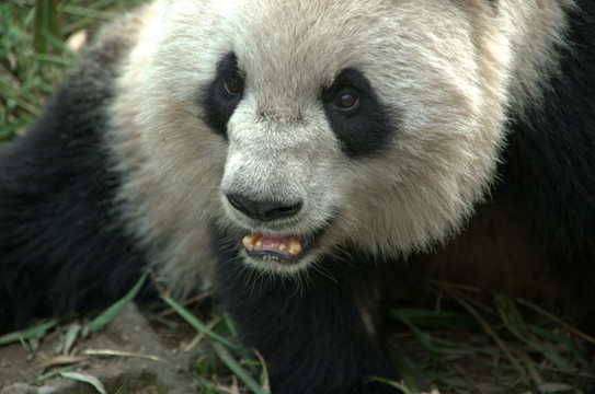 幼年大熊猫表情特写
