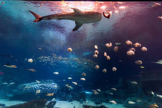 海洋世界 鲨鱼 