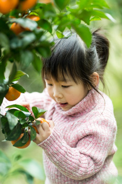 亲子 儿童 采摘 果园 桔子 砂糖桔
