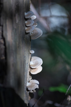 树菇 蘑菇 森林 真菌 菌菇