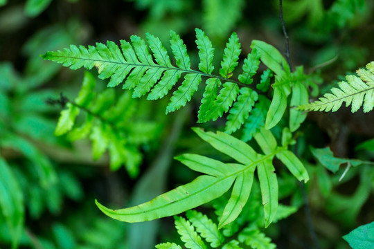 蕨类植物 蕨类 森林 雨林 草丛