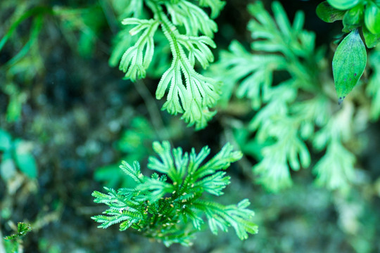 蕨类 植物 树林 草丛 小草