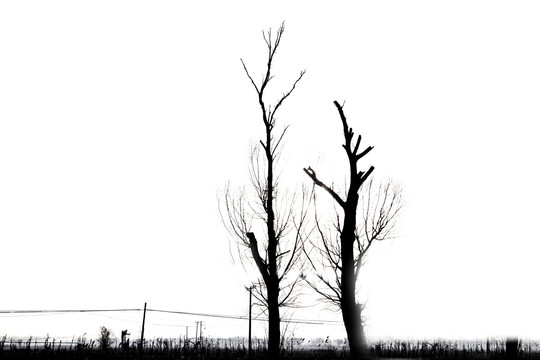 枯树  树木