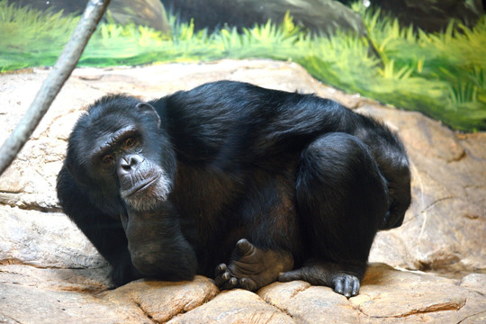黑猩猩的凝望