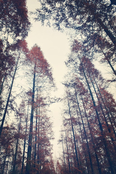 深秋的水杉树