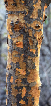 斑驳的树皮纹理背景图