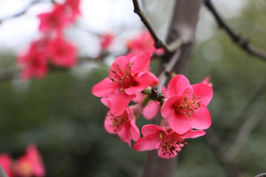 红梅 腊梅