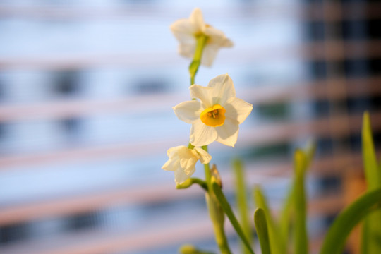 水仙花