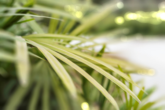 棕榈棕竹绿色观叶植物特写