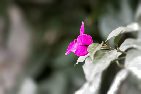 紫亚兰光叶子花特写