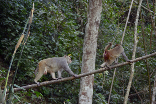 热带雨林野生猕猴 猴王和母猴
