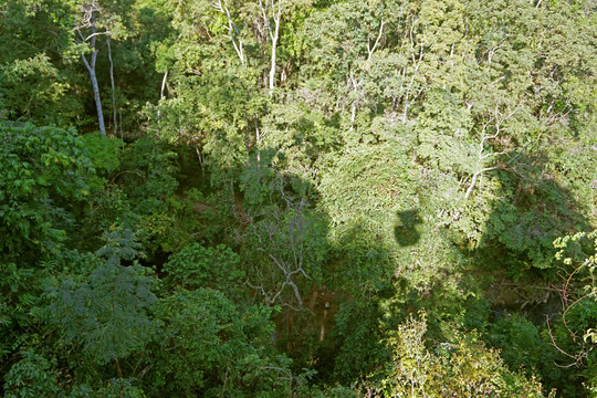 俯瞰热带雨林 原始森林风光