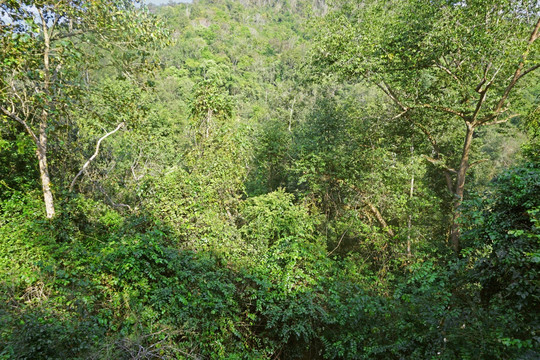 俯瞰热带雨林 原始森林风光