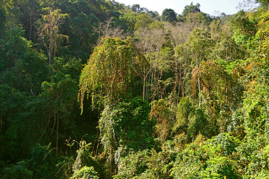 热带雨林植被 原始森林风光