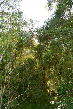 热带雨林植被 原始森林风光