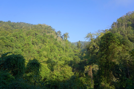 热带雨林 原始森林