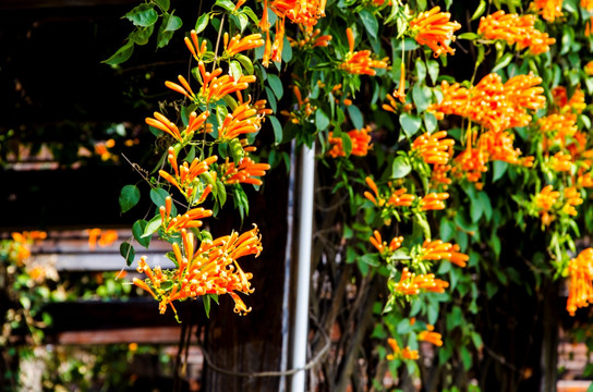 炮仗花