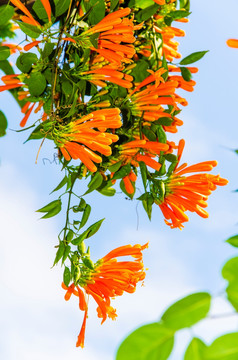 炮仗花