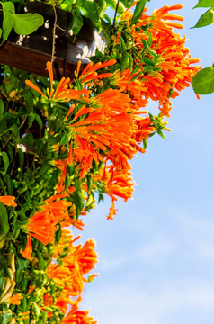 炮仗花