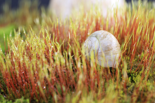 微距 苔藓