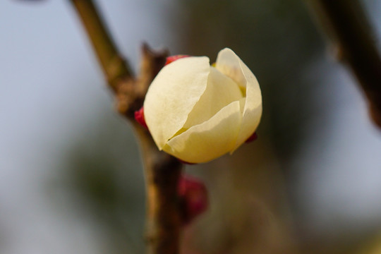 梅花迎春 冬梅