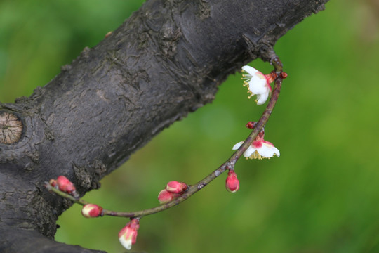 梅花