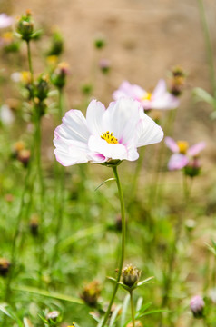 波斯菊