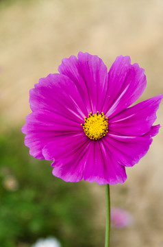 波斯菊