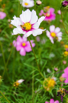 波斯菊