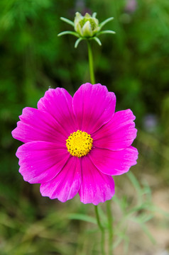 波斯菊