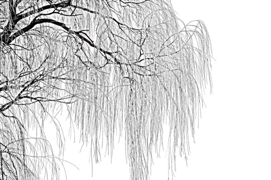 冬天的树木 树枝