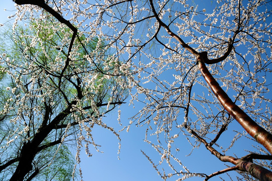 天空中的桃花和垂柳