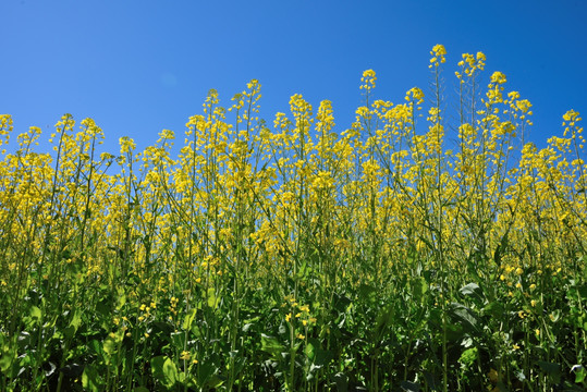 油菜花