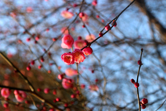 一枝梅花