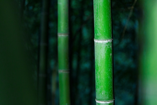 绿竹 竹节 竹子 上海 佘山竹