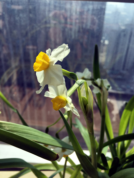 水仙 花卉 鲜花