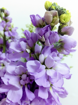 紫罗兰 花卉 花束 鲜花