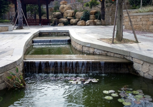 阶梯水池睡莲