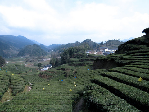 茶园 五家台