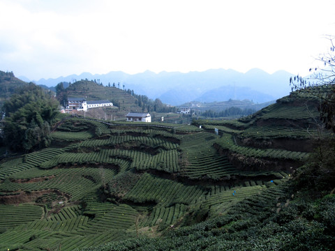 茶园
