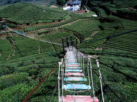 茶园 铁索桥
